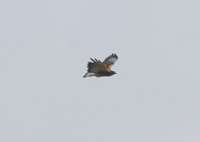 White-tailed Hawk7