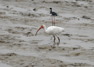 White Ibis