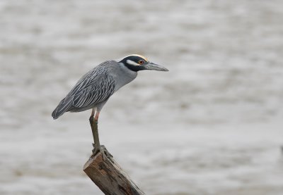 Yellow-crowned Night-Heron