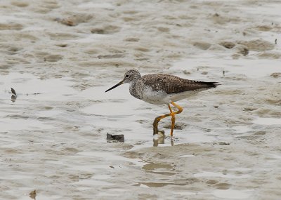 Greater Yellowlegs