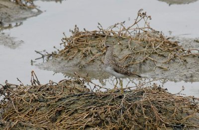 Pectoral Sandpiper