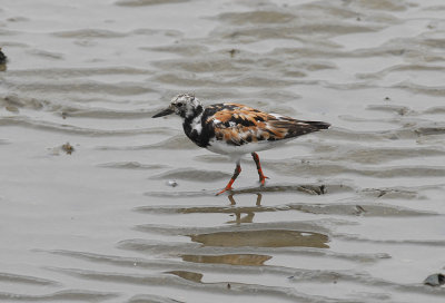 Ruddy Turnstone