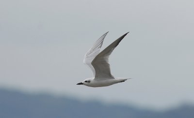 Gull-billed Tern4