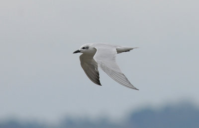 Gull-billed Tern5