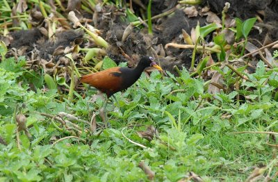 Wattled Jacana3