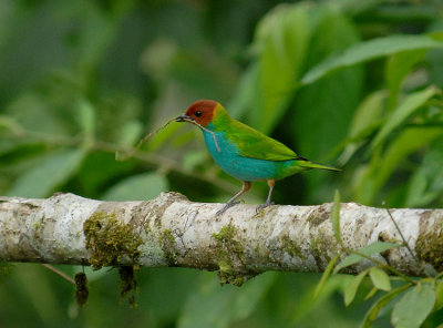 Bay-headed Tanager