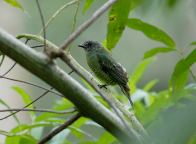 Swallow Tanager