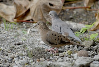Ecuadorian Ground-Dove