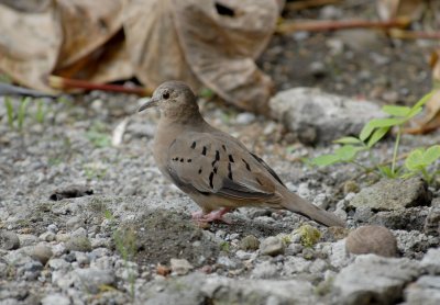 Ecuadorian Ground-Dove2