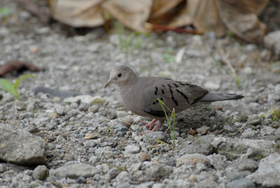 Ecuadorian Ground-Dove3