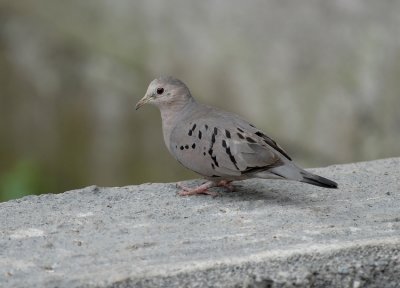Ecuadorian Ground-Dove4