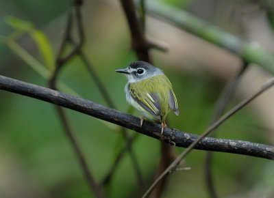 Black-capped Pygmy-Tyrant