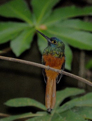 Coppery-chested Jacamar