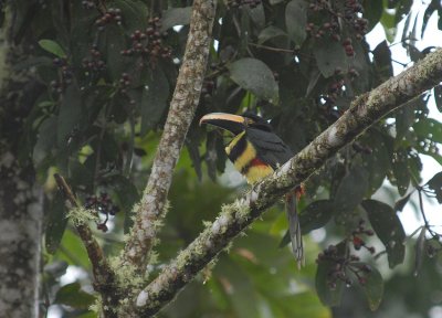 Many-banded Aracari3