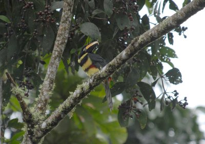 Many-banded Aracari4