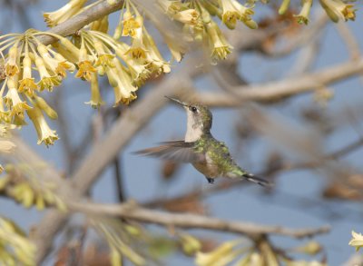 Peruvian Sheartail