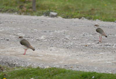 Andean Lapwing