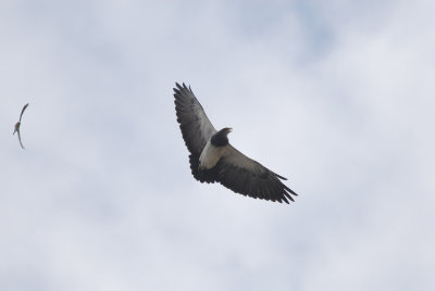 Black-chested Buzzard-Eagle2