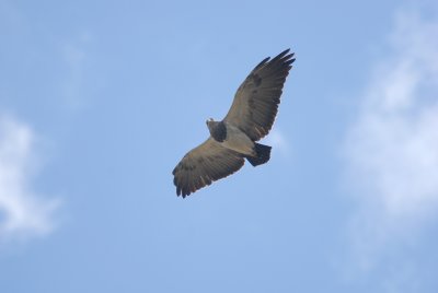 Black-chested Buzzard-Eagle4
