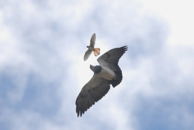 Black-chested Buzzard-Eagle6