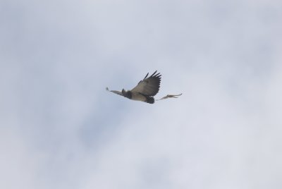 Black-chested Buzzard-Eagle7