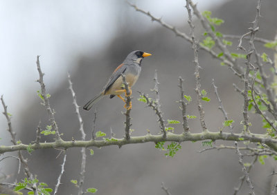 Buff-bridled Inca-Finch3