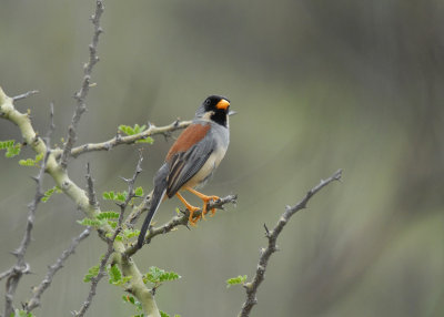 Buff-bridled Inca-Finch4