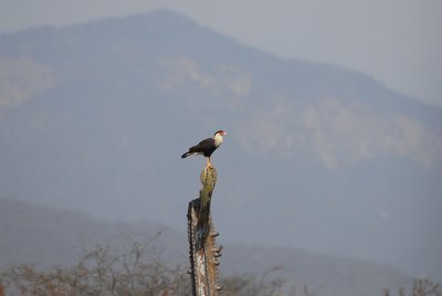 Crested Caracara2