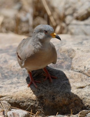 Croaking Gound-Dove2