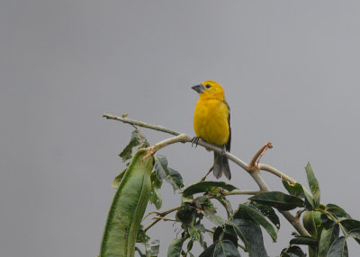 Southern Yellow-Grosbeak