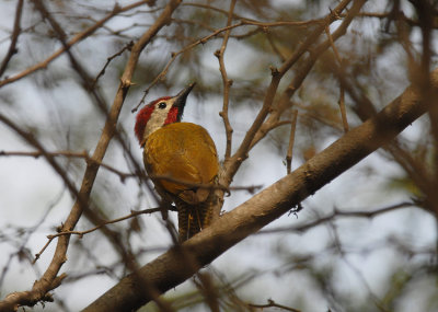 Golden-olive Woodpecker2