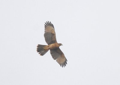 Harris's Hawk3