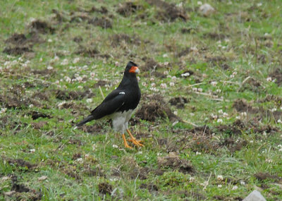 Mountain Caracara