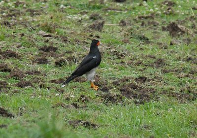 Mountain Caracara2