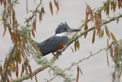 Ringed Kingfisher2