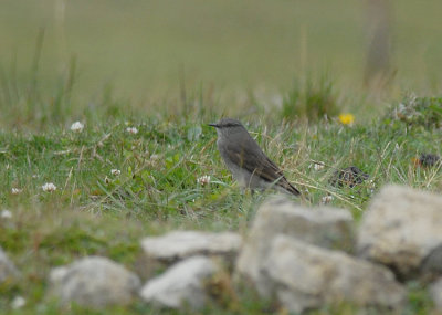 Rufous-webbed Tyrant