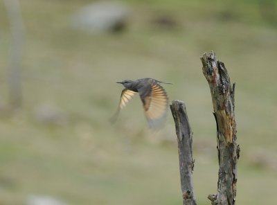 Rufous-webbed Tyrant2