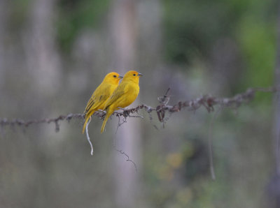 Saffron Finch2