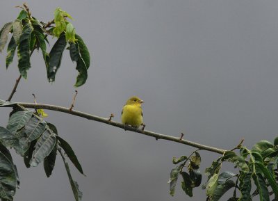 Scarlet Tanager