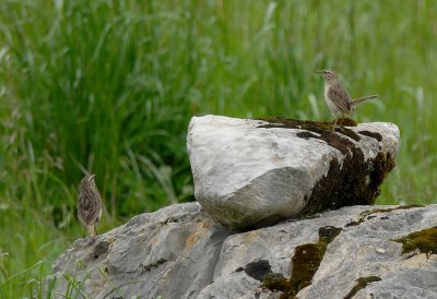 Streak-throated Canastero