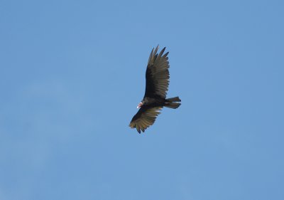 Turkey Vulture