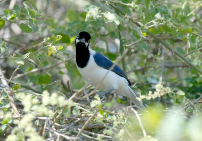 White-tailed Jay2