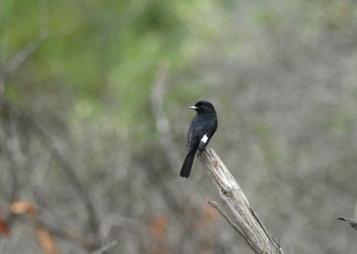 White-winged Black-Tyrant2