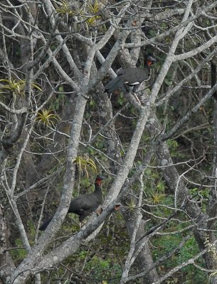 White-winged Guan3