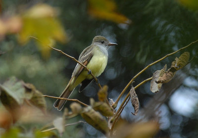 Great Crested Flycatcher