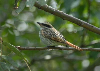 Streaked Flycatcher