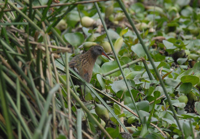 Ecuadorian Rail