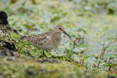 Baird's Sandpiper3