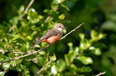 Vermilion Flycatcher