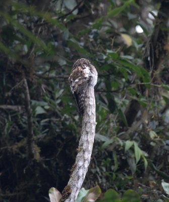 Andean Potoo3